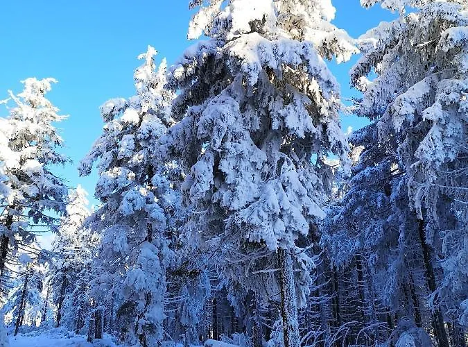 Apartament Poziomkowe *