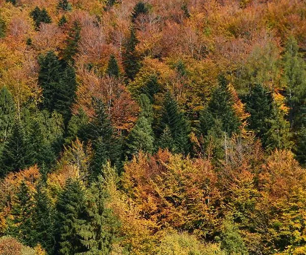 Apartament Poziomkowe *